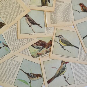 Livret d'illustrations éphémères Birds of America vintage Pages photos - Lot de 10
