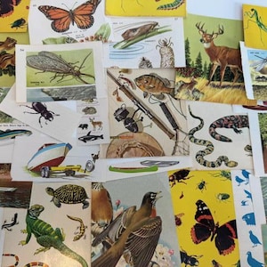 Lote de 27 mini papeles vintage de insectos y animales para exteriores, para diario, scrapbooking, técnicas mixtas.