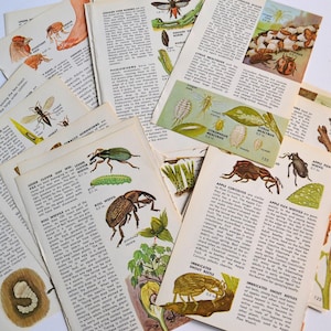 Vintage Insects Pests Bugs Entomology Ephemera Booklet Illustration Pages Pictures - Lot of 25