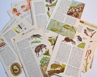 Vintage Insects Pests Bugs Entomology Ephemera Booklet Illustration Pages Pictures - Lot of 25
