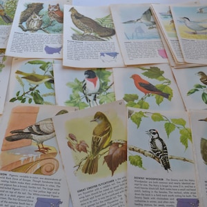 Vintage Vögel Ephemera Booklet Illustrationen Verschiedene Seiten Bilder - Lot von 10