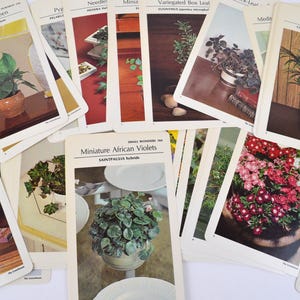 Tarjetas de información educativa con descripciones de plantas, flores y hierbas de invernadero vintage, efímeras, lote de 45