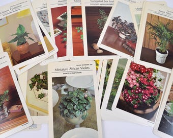 Vintage Greenhouse Plant Flowers Herbs Descriptions Educational Information Cards Ephemera Lot of 45