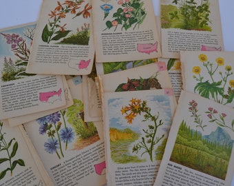 Vintage Flower Flowers Plants Ephemera Booklet Illustrations Assorted Pages Pictures - Lot of 12