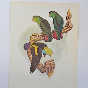 Lámina artística enmarcable vintage de William Cooper, años 70, con una variedad de aves y loros tropicales