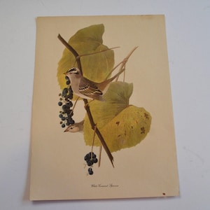 Vintage Frameable White Crowned Sparrow Bird Book Art Print