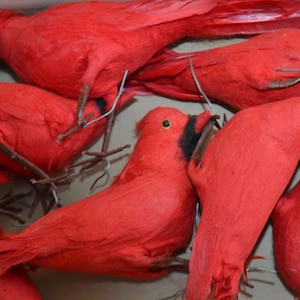Vintage Red Feather Birds Holiday Christmas Tree Ornaments Adornments Assorted Lot of 10 in Box