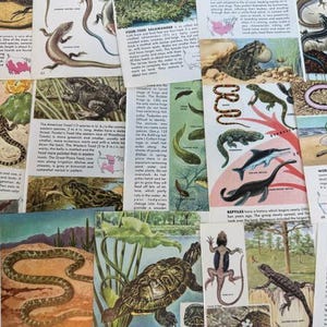Livreto de ilustrações de páginas e imagens vintage de répteis, anfíbios e objetos da natureza - Lote com 10