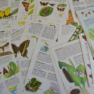 Vintage Golden Guide Natur Schmetterlinge und Motten Ephemera Broschüre Illustration Seiten Bilder - Lot von 11