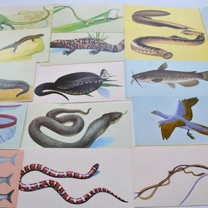 Tarjetas didácticas vintage Teach-Me para el desarrollo del lenguaje, con imágenes de reptiles y peces, lote de 9