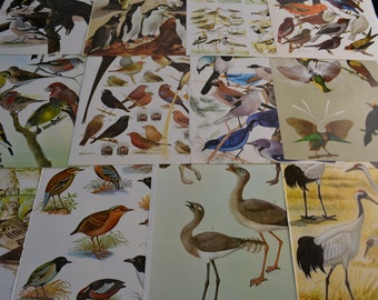 Vintage Assorted Birds Pages Prints Ephemera Lot of 8