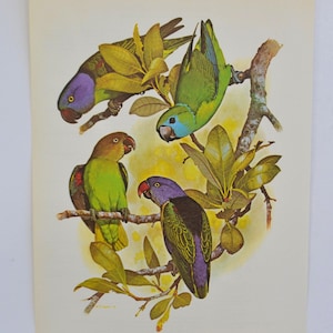 Lámina artística enmarcable vintage de William Cooper, de los años 70, con un colorido pájaro tropical y loros de rabadilla azul.
