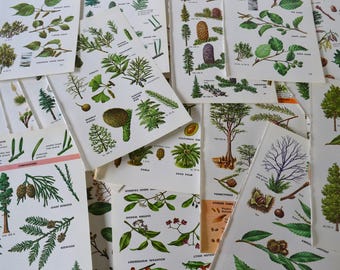 Vintage Golden Press Trees of North America Nature Ephemera Booklet Illustration Pages Pictures - Lot of 20