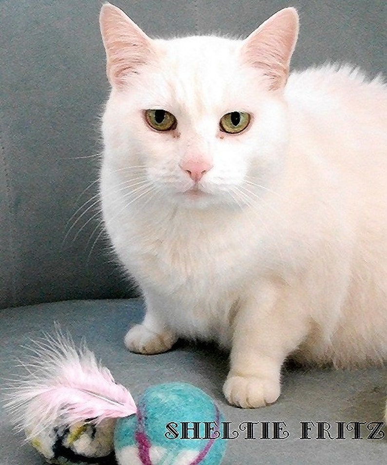 crinkle ensacark for cats