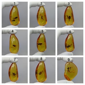 Puede incluir: Una colección de nueve colgantes de ámbar pulido, cada uno con una inclusión de insecto única. Las piezas de resina translúcida de color amarillo dorado están numeradas del uno al nueve y muestran varios insectos prehistóricos preservados en sus formas suaves.