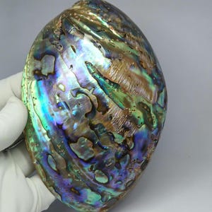 Könnte beinhalten: Eine oval geformte Abalone-Muschel mit einer hochglanzpolierten, irisierenden Oberfläche, die wirbelnde Muster in tiefblauen, leuchtend grünen und metallisch bronzefarbenen Tönen aufweist. Die Muschel zeigt einen natürlichen, mehrfarbigen Perlmuttschimmer.