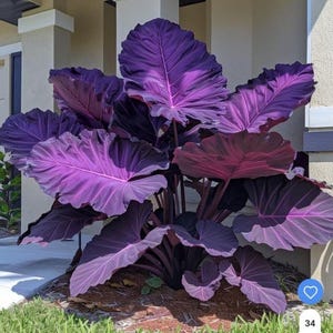 Purple elephant ears plant - Etsy.de