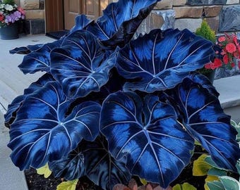 Blaue Caladium Coleus Blumen Samen Zwerg Elefantenohr Zierpflanzen - Etsy.de
