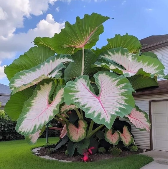 Green Purple Caladium Flowers Seeds Dwarf Elephant Ear Ornamental, 1 Pack  300, Usa, New Zealand, Australia, Germany Seeds - Etsy