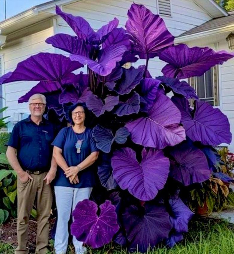 Purple Caladium Flowers Seeds Dwarf Elephant Ear Ornamental, 1 Pack 300,  Usa, New Zealand, Australia, Germany Seeds, Au - Etsy Finland