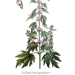 Vintage Druck, Kräuterpflanzen Druck, Botanische Drucke, Heilpflanze Drucke, Blumen Bild, Blumen Drucke, Küchen Deko, Blumenmalerei