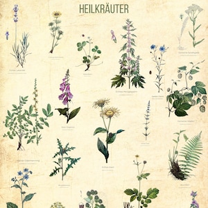 Vintage Druck, Kräuterpflanzen Druck, Botanische Drucke, Heilpflanze Drucke, Blumen Bild, Blumen Drucke, Küchen Deko, Blumenmalerei