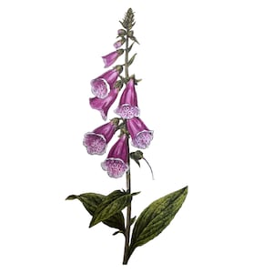Vintage Druck, Kräuterpflanzen Druck, Botanische Drucke, Heilpflanze Drucke, Blumen Bild, Blumen Drucke, Küchen Deko, Blumenmalerei