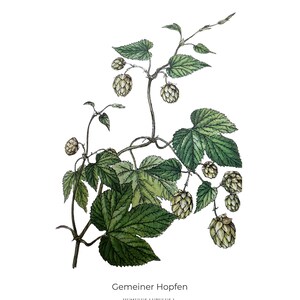 Vintage Druck, Kräuterpflanzen Druck, Botanische Drucke, Heilpflanze Drucke, Blumen Bild, Blumen Drucke, Küchen Deko, Blumenmalerei
