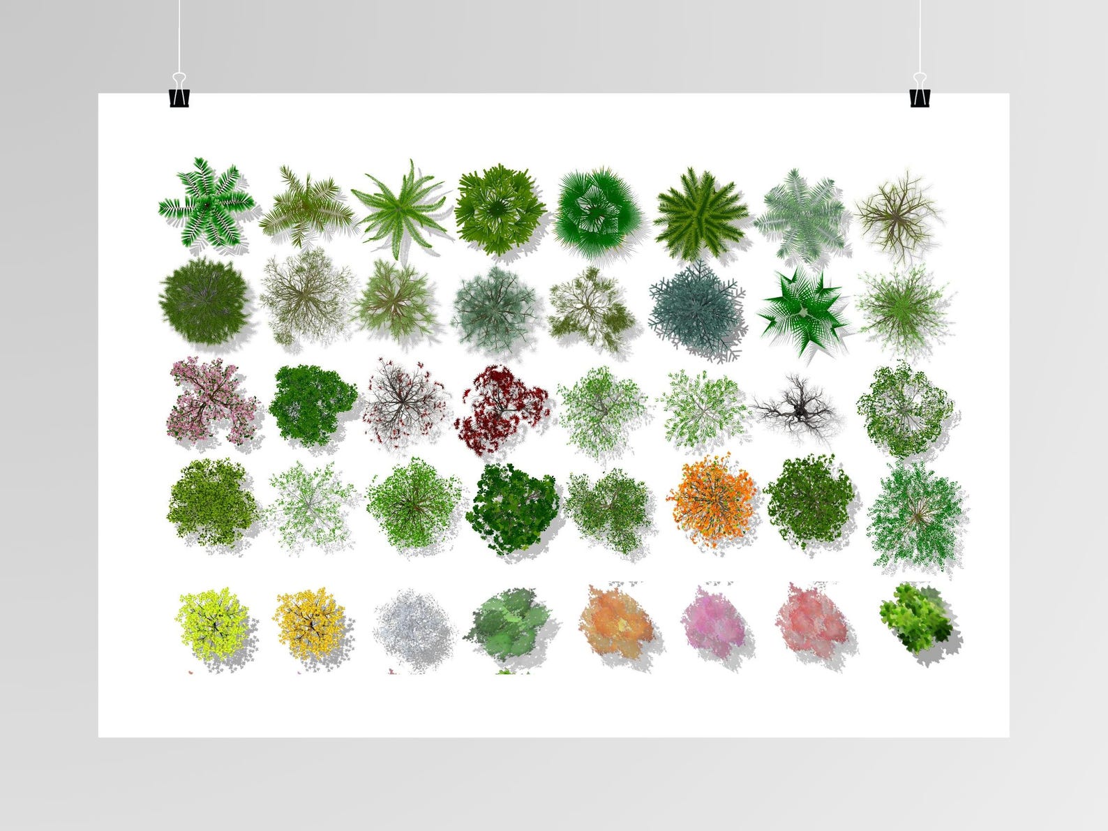 Color Tree Top Viwe Top View Tree Collection | Coloured Site Plan Tree Bundle | Landscape ...