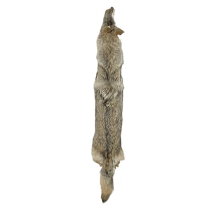 Premium Quality Coyote Pelt - Professionally Tanned Fur