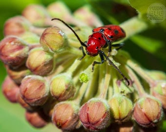 Roter Käfer Foto-Aufkleber