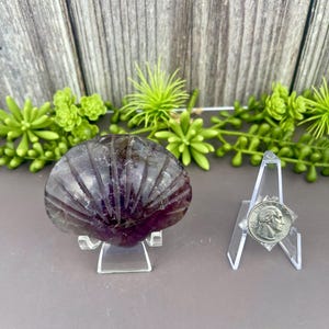 May include: A carved purple fluorite seashell on a clear acrylic stand. The seashell has a detailed, ridged design. A US quarter coin is displayed on a separate stand. The background features a wooden panel and green plants.