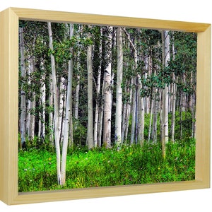 Suncatcher, Aspen Trees, Colorado Forest, Aspens