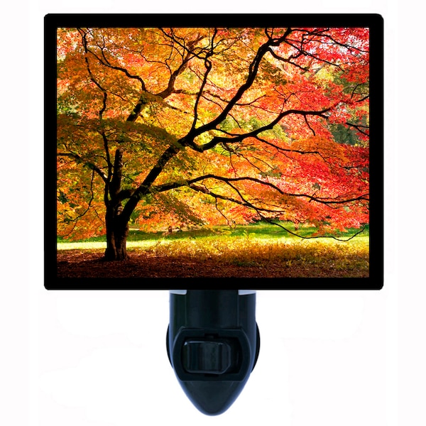 Decorative Photo Night Light, Japanese Maple, Fall Tree, Autumn Landscape. Also Includes a FREE Switchable Insert.