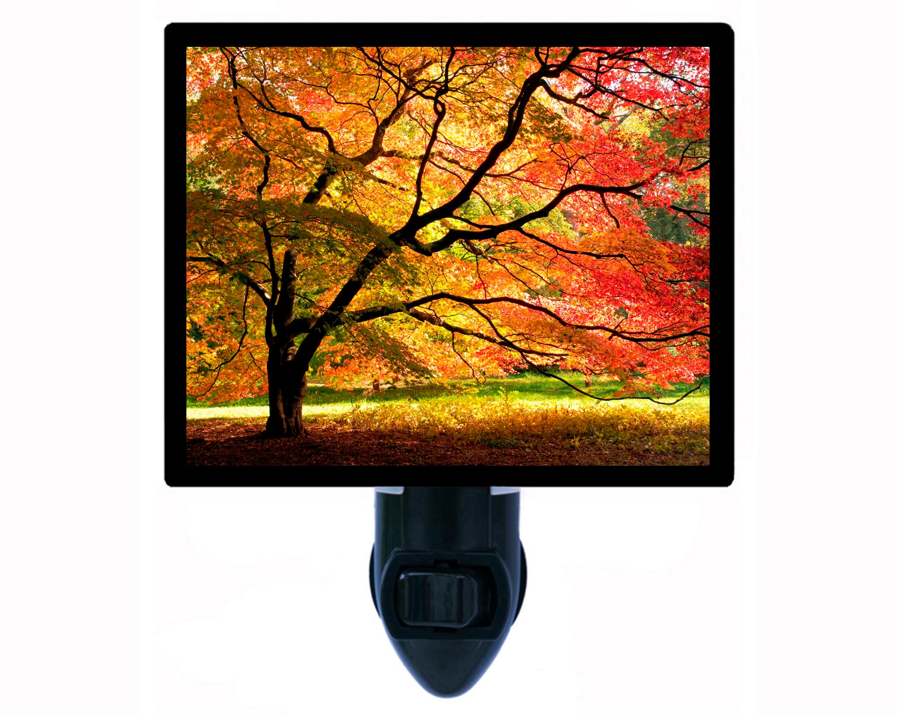 Japanese Maple – Fall Tree Night Light – Autumn Landscape Plug in