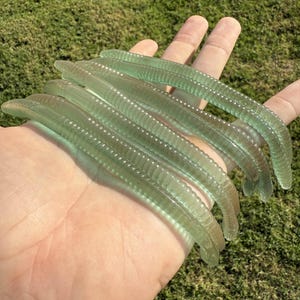May include: Several translucent, light green fishing lures are displayed. The lures have a ribbed design and a curved shape, resembling worms. They are held in a hand against a backdrop of green grass.