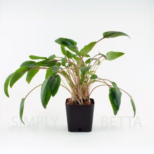 May include: A potted plant with long, green leaves and reddish stems. The plant is in a square black pot. The text "SIMPLY BETTA" is visible in the lower left and right corners.
