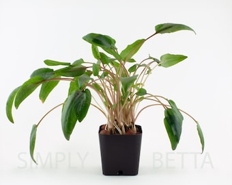 Cryptocoryne Wendtii Green
