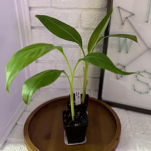 May include: Two small potted plants with vibrant green leaves sit on a round, wooden tray. The tray is placed in front of a white brick wall and a framed artwork with a compass design.