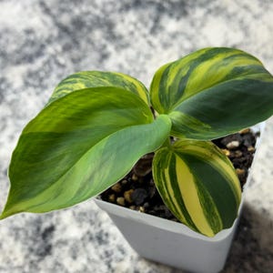 Musa Yellow Variegated Banana - Etsy