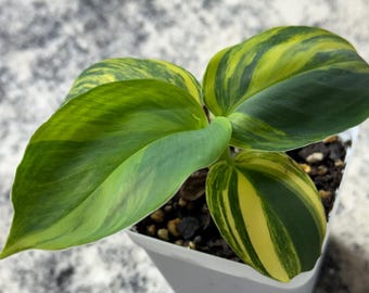 Musa Aurea Variegated Banana– Tissue Culture 10 Pack - Multiplant