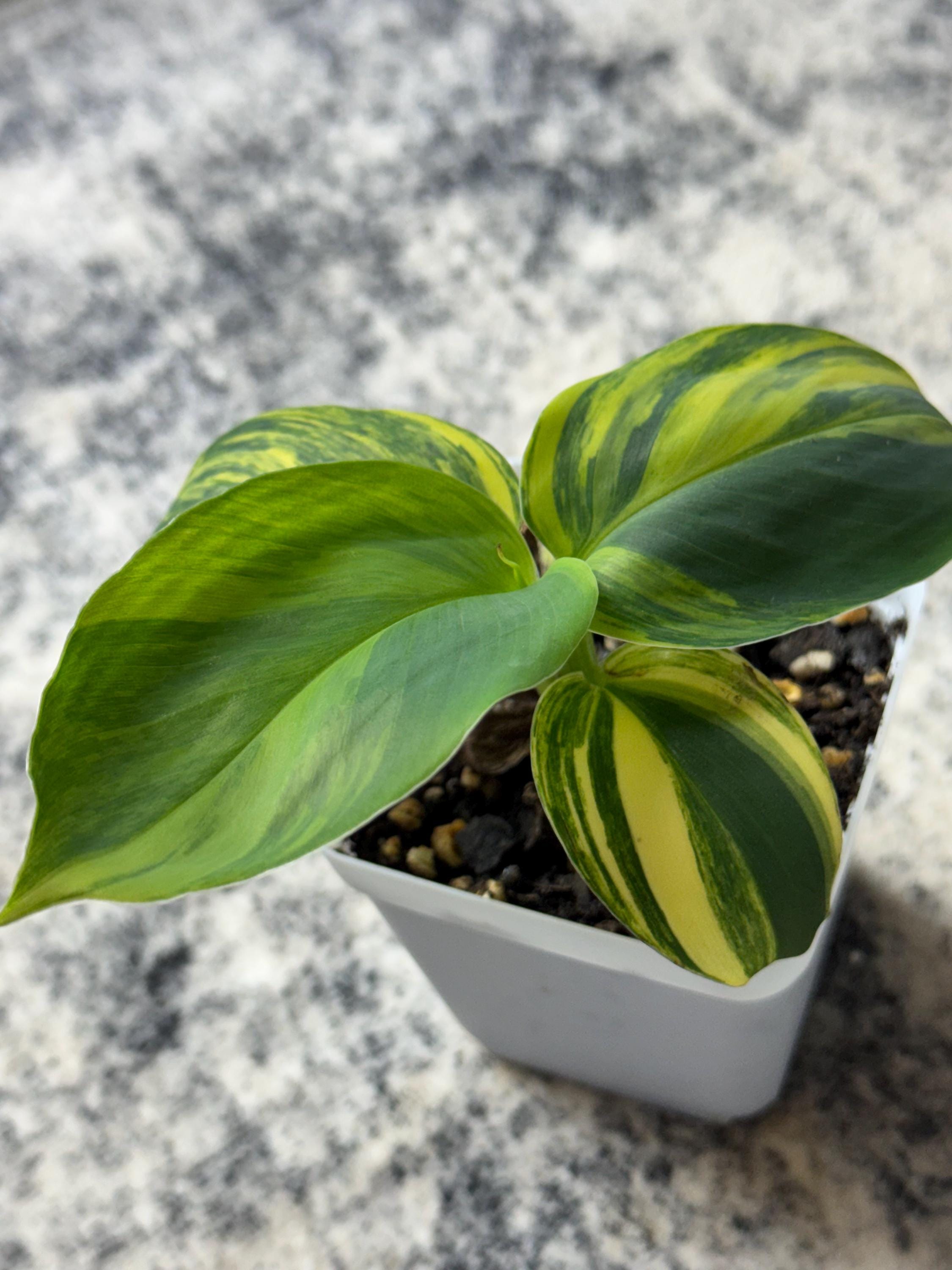 Musa Yellow Variegated Banana - Etsy
