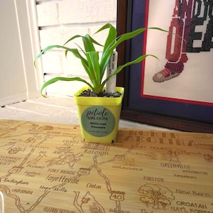 May include: A small potted plant with green leaves and a label that reads "petiole SBLOOM White Jade Pineapple" sits on a wooden map of North Carolina. A framed cross-stitch artwork with the word "DEAD" is in the background.
