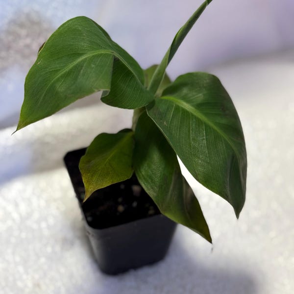 Truly Tiny Banana Plant | Dwarf Musa Edible Fruit Producing (3" Pot)