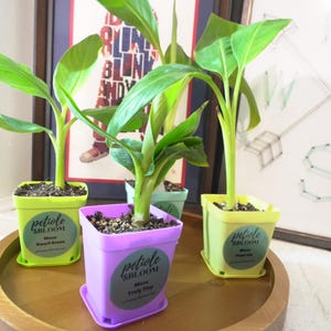 May include: Four small potted banana plants with vibrant green leaves and stems. The pots are in shades of yellow and purple, each with a label that reads "petiole SBLOOM". The plants sit on a wooden tray.
