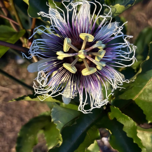 Passion Fruit 2-Pack — Panama Red & Bounty (Passiflora edulis) — Quick to Flower/Fruit!