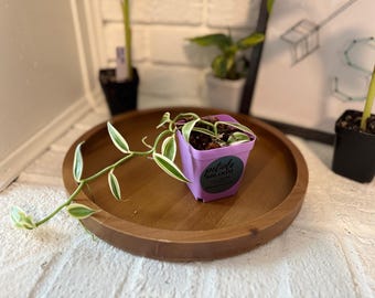 Vanilla bean orchid (Vanilla planifolia)