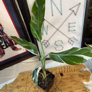 Variegated Musa Aeae - Etsy