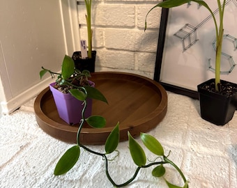 Vanilla Orchid | Actual Vanilla Bean Plant
