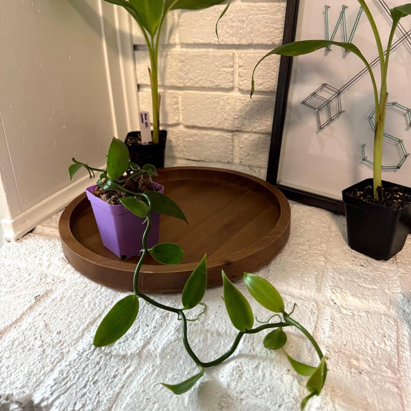 Vanilla Orchid | Actual Vanilla Bean Plant